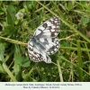 melanargia russiae eberti male1